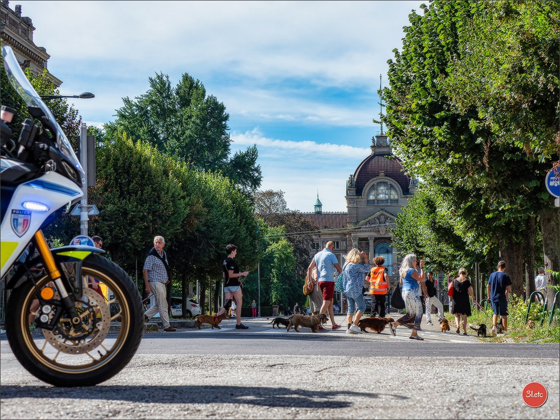 Teckels Parade Strasbourgeoise  Vous pouvez voir le galerie de photos. Photographe à Strasbourg | Portraits, Studio, Enfants, Événements