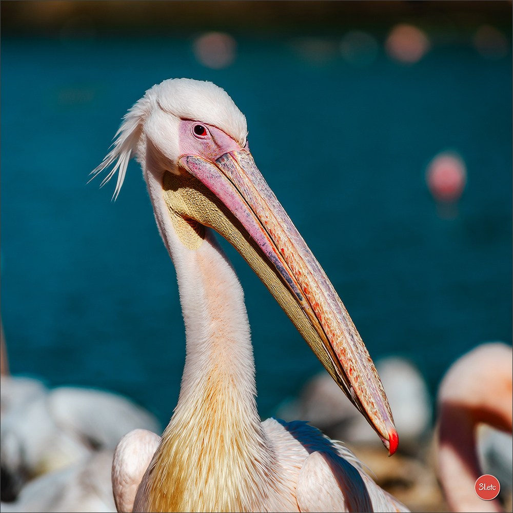 Photographie animalière. Photographe à Strasbourg | Portraits, Studio, Enfants, Événements