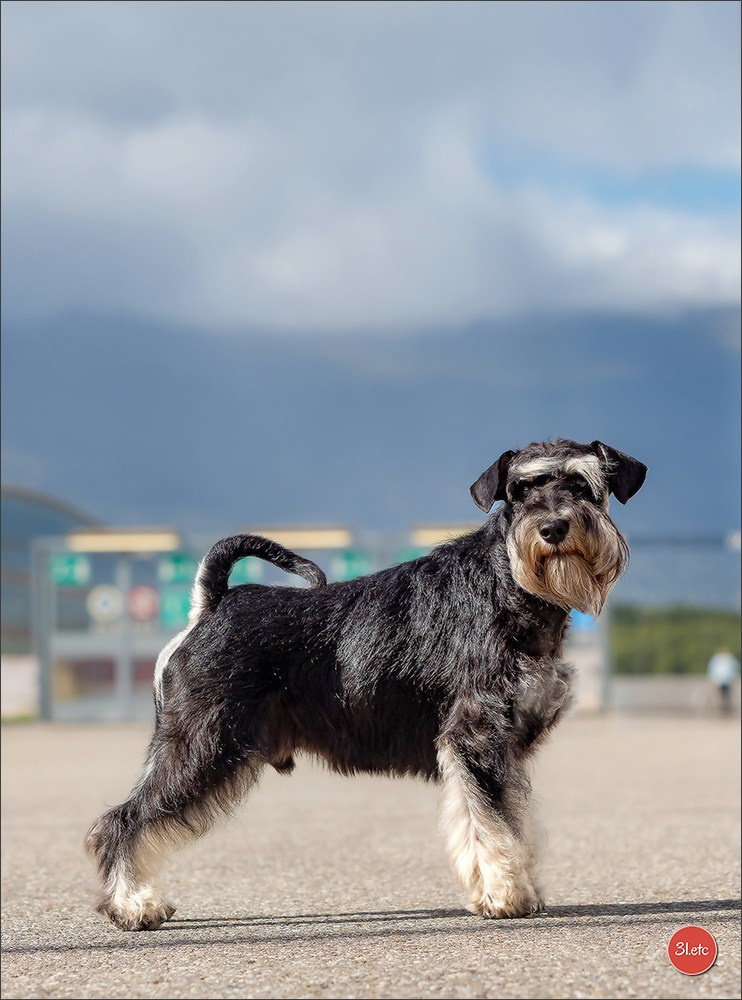 Photographie animalière. Photographe à Strasbourg | Portraits, Studio, Enfants, Événements