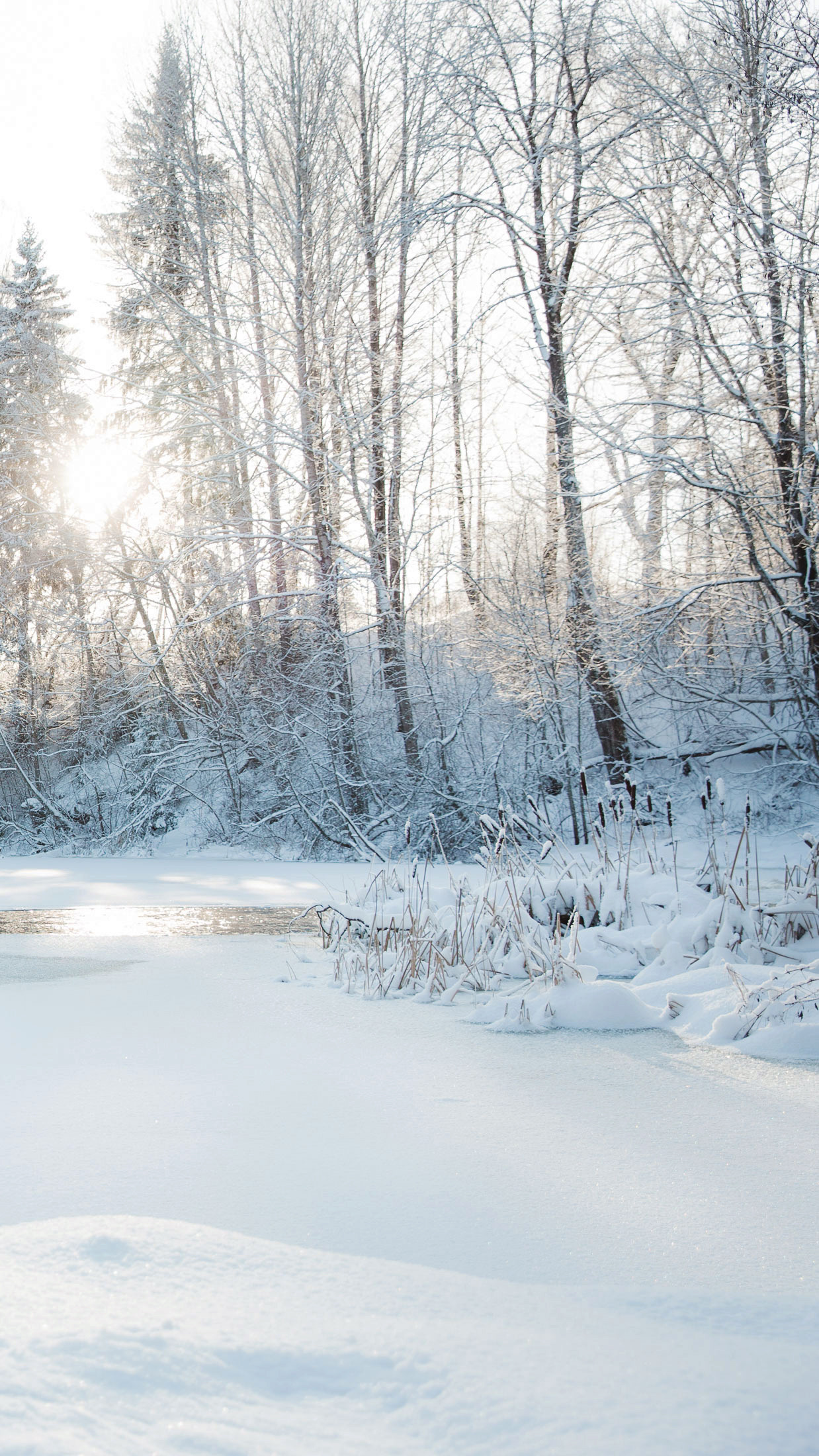 Backgrounds for Your Phone