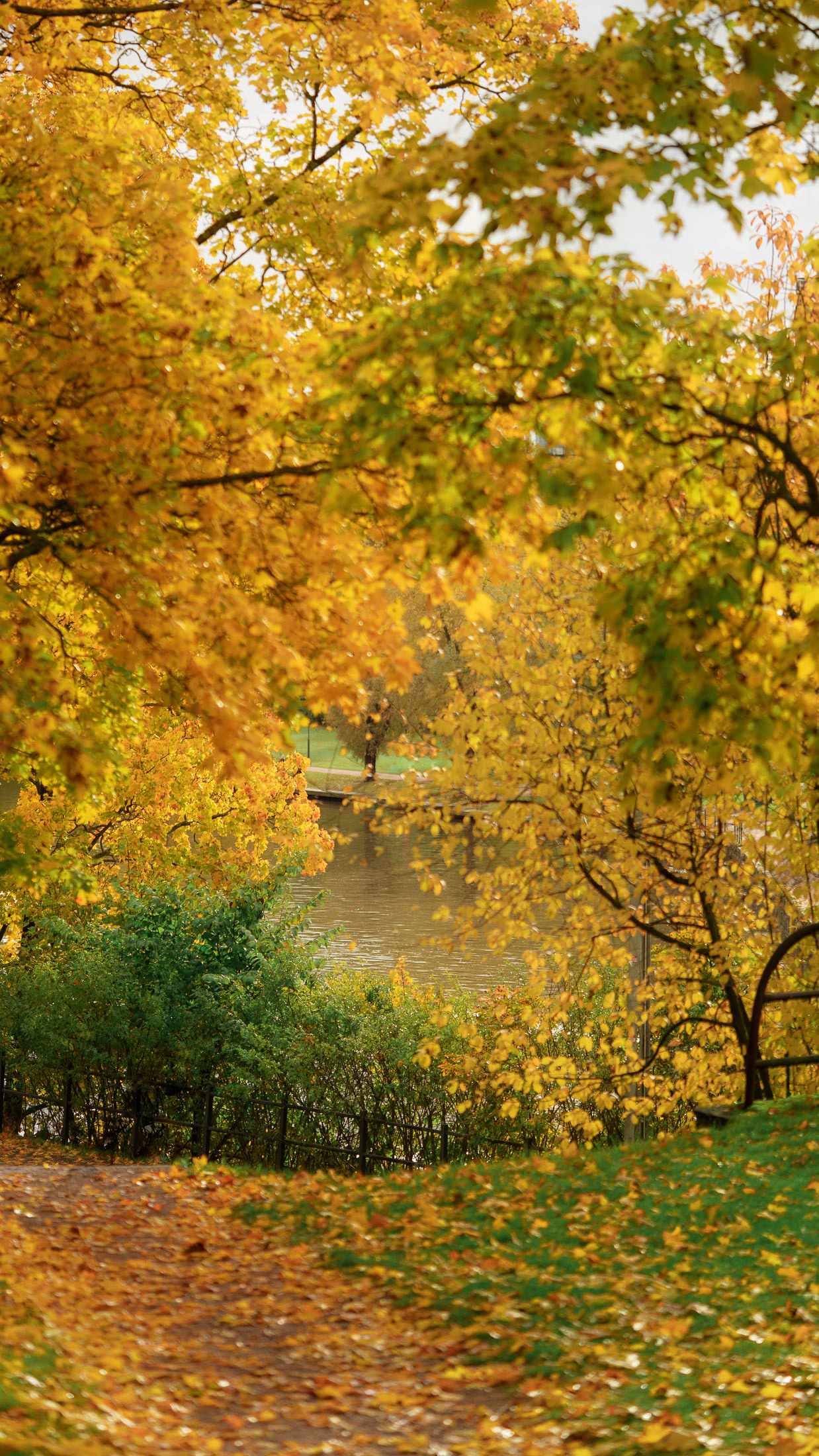 Backgrounds for Your Phone