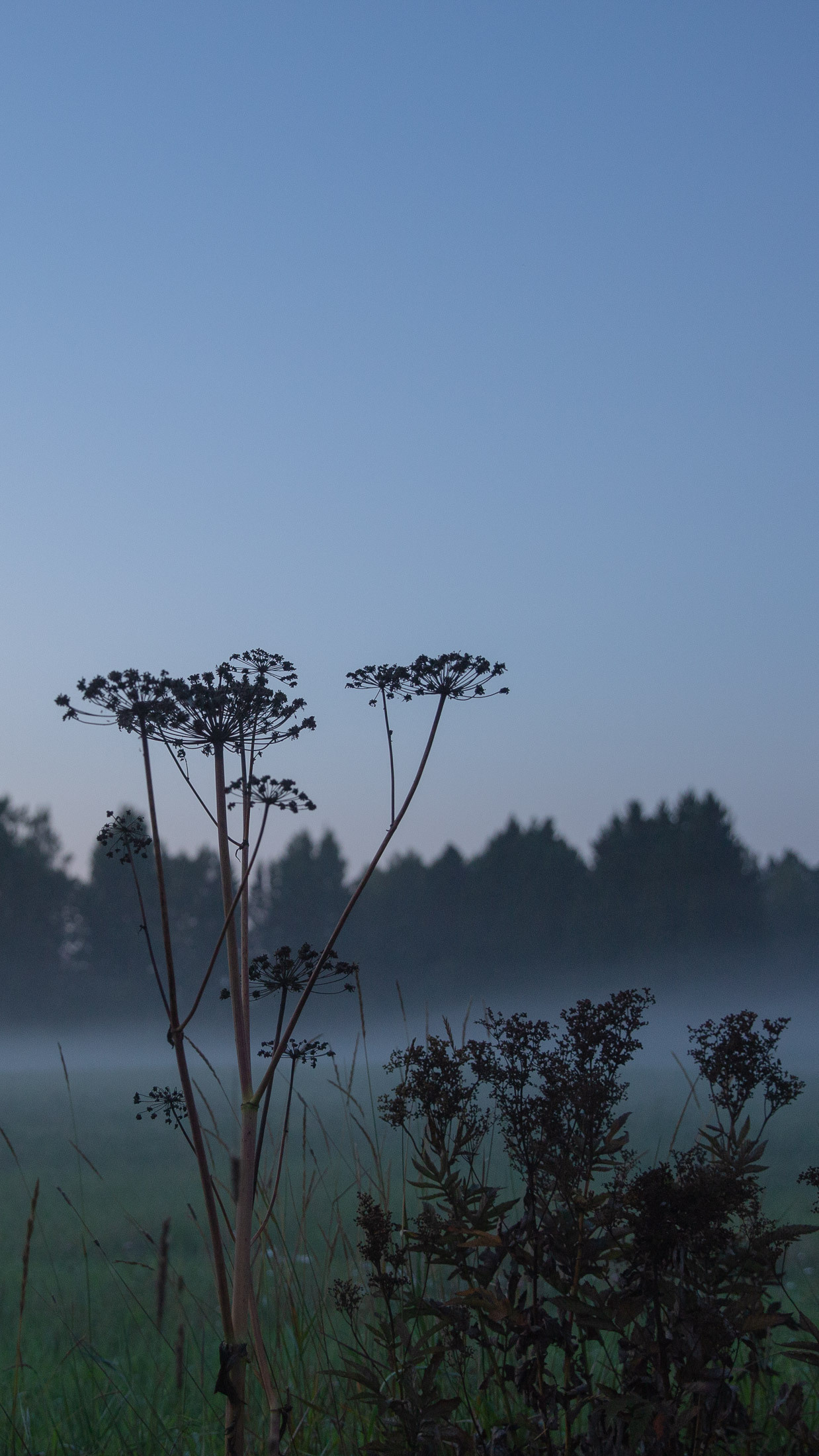 Backgrounds for Your Phone