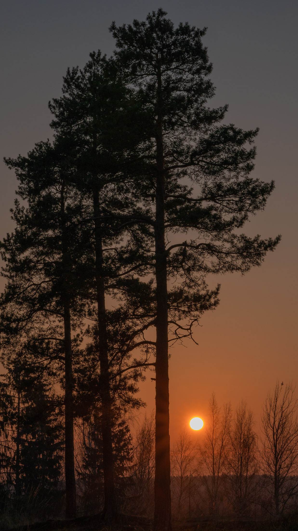 Backgrounds for Your Phone