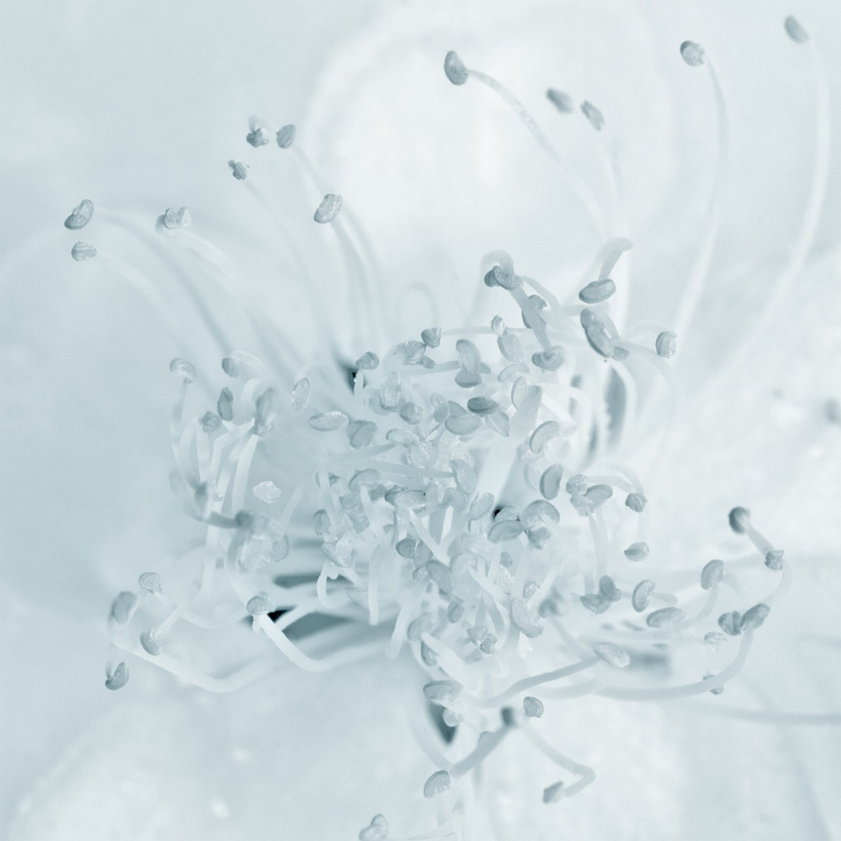 ALL RIGHTS RESERVED All images can be printed in 100 x 100 cm and 100 x 150 cm formats on the best fine art media. Other formats are available upon request. For further information, please contact the links on the main page of the site.