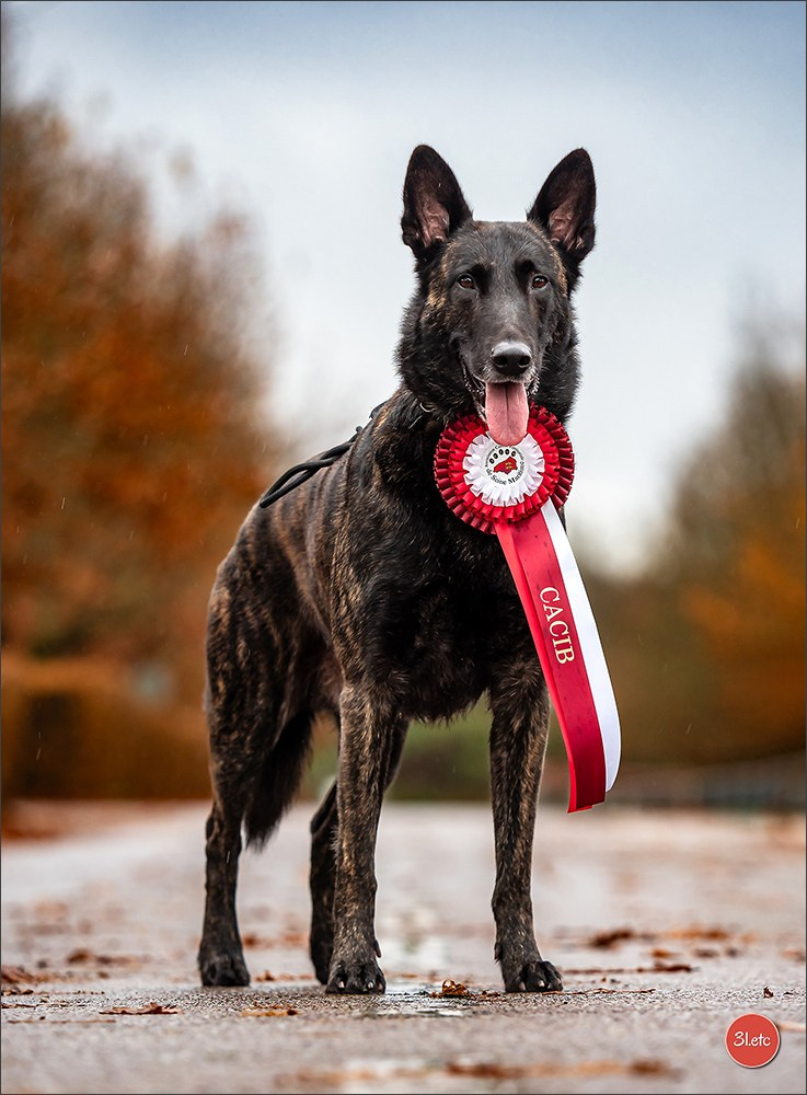 Exposition Canine à Rouen 7-8/12/2024. Photographe à Strasbourg | Portraits, Studio, Enfants, Événements