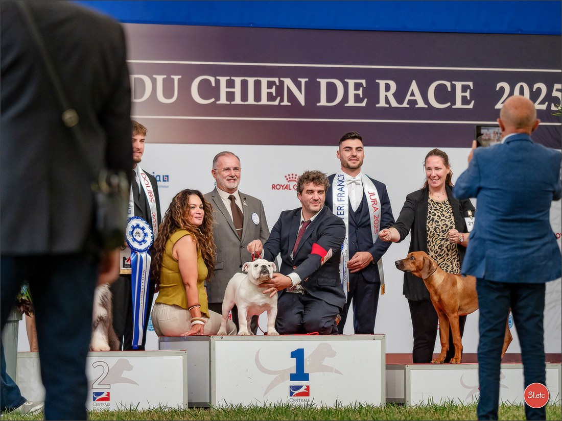Championnat de France du chien de race  🇫🇷  DIJON (château de Brognon) 7-8/06/2025. Photographe à Strasbourg | Portraits, Studio, Enfants, Événements