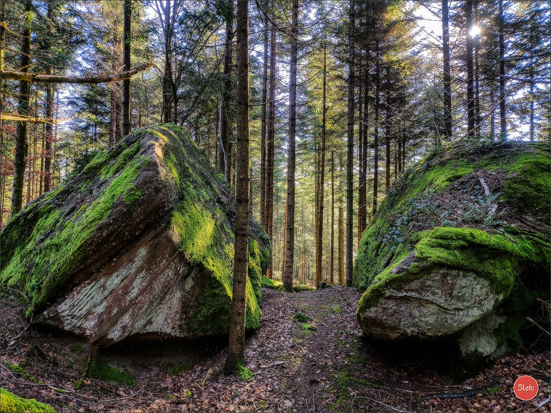 Une forêt, un rocher et un cimetière gallo-romain. Photographe à Strasbourg | Portraits, Studio, Enfants, Événements
