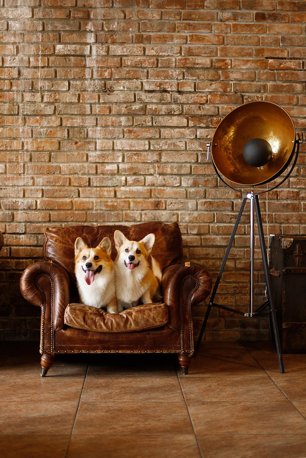 Corgis in studio, Moscow. Kaja | fotograf psów we Wrocławiu