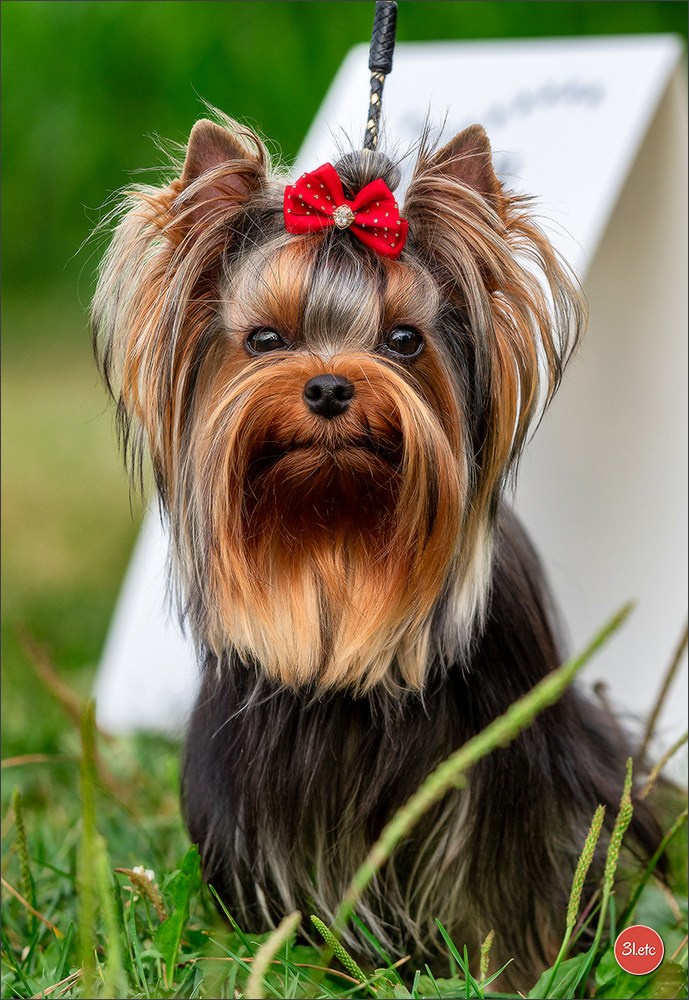 Photographie animalière. Photographe à Strasbourg | Portraits, Studio, Enfants, Événements