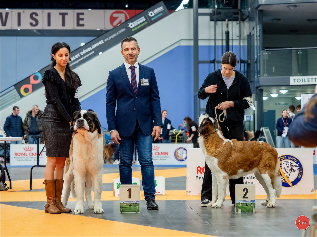Expo canine  🇫🇷  Angers  22-23/03/2025. Photographe à Strasbourg | Portraits, Studio, Enfants, Événements