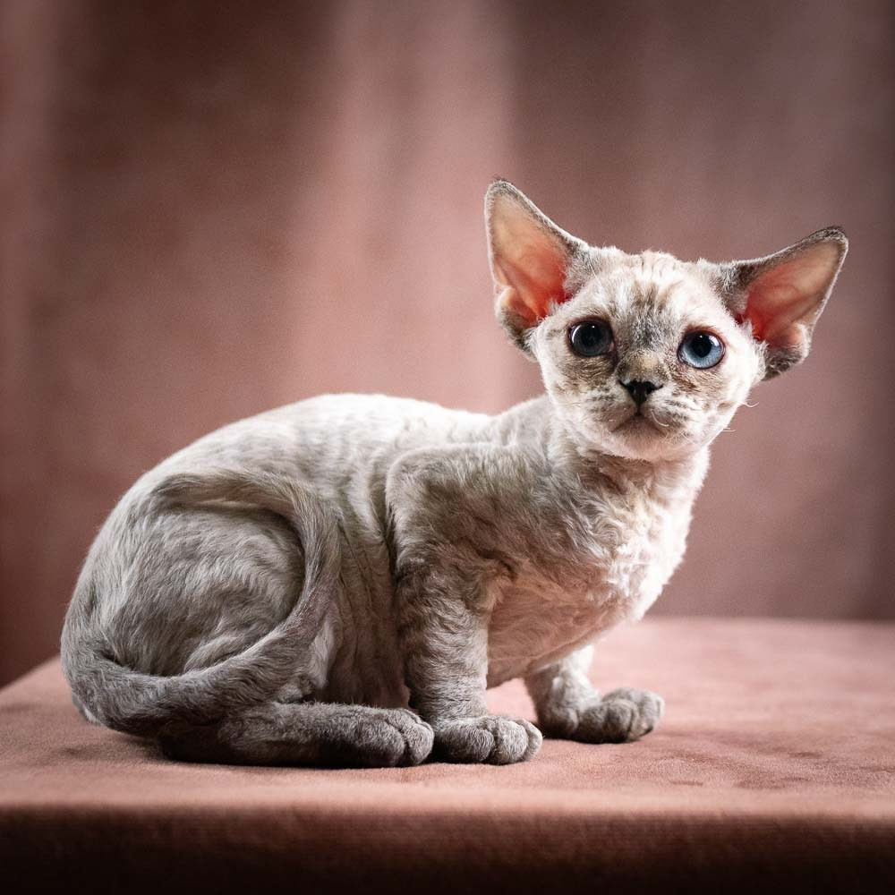 Quella,  girl, born 02.14.26. Devon Rex Pixie Cattery