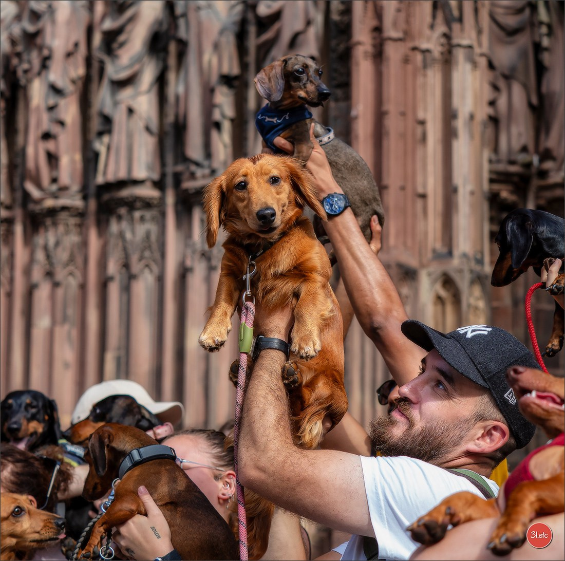 Photographie animalière. Photographe à Strasbourg | Portraits, Studio, Enfants, Événements
