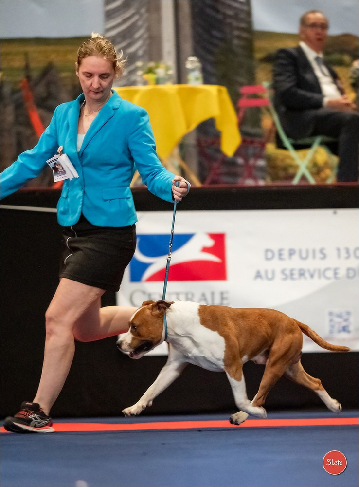 Expo canine   🇫🇷   Mulhouse 5-6/04/2025. Photographe à Strasbourg | Portraits, Studio, Enfants, Événements