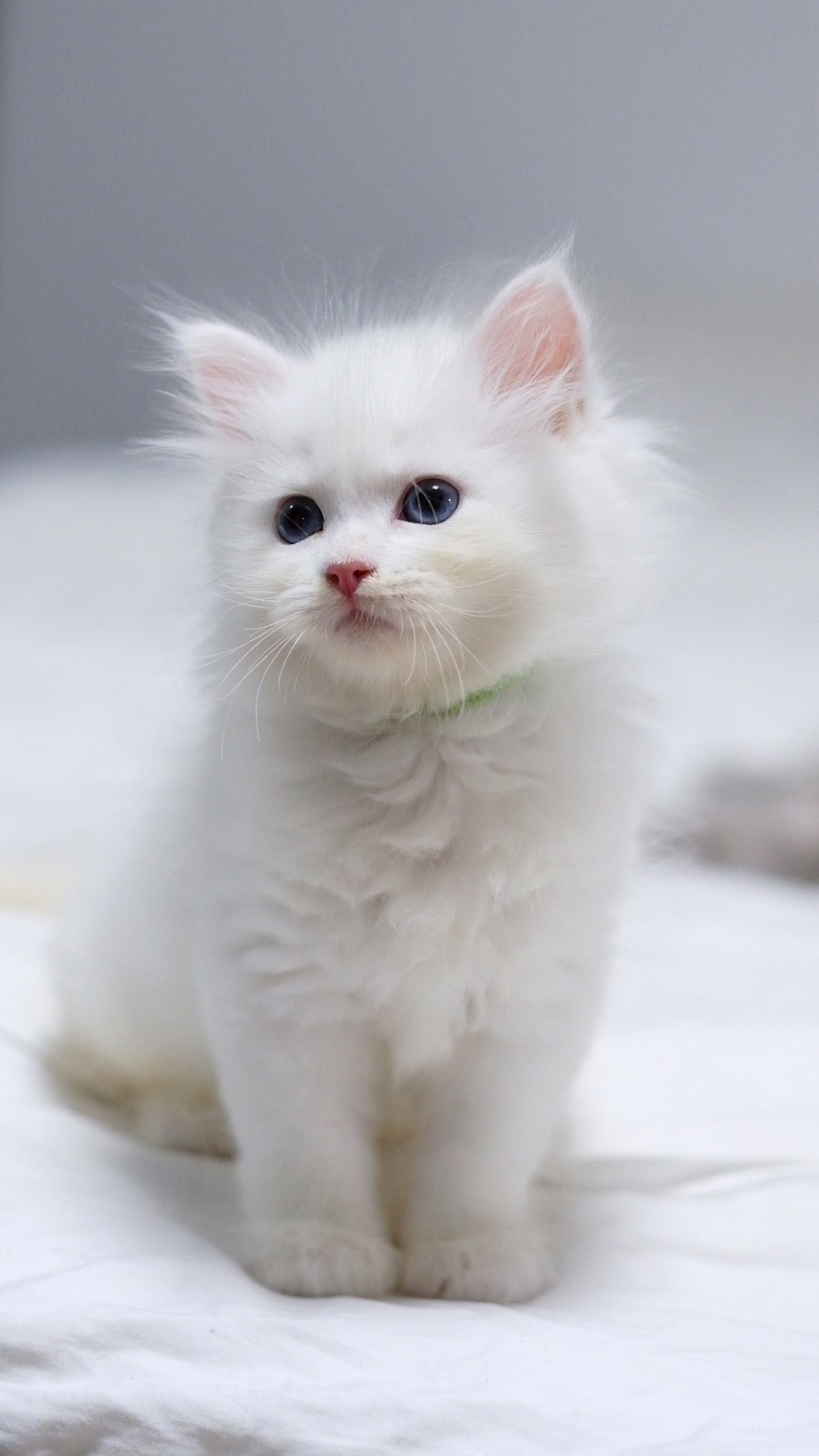 N-Bellatrix. SIBERIALIS: Katzenzucht von Sibirischen und Neva Masquarade Katzen