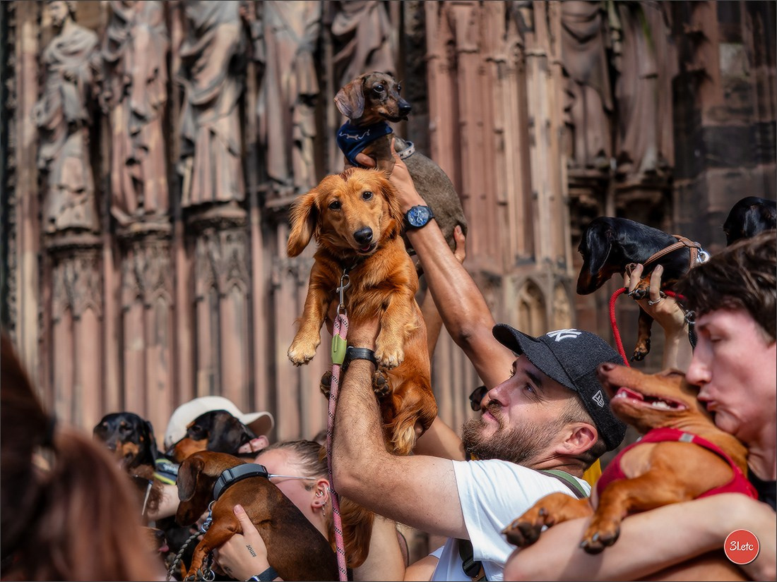 Teckels Parade Strasbourgeoise  Vous pouvez voir le galerie de photos. Photographe à Strasbourg | Portraits, Studio, Enfants, Événements