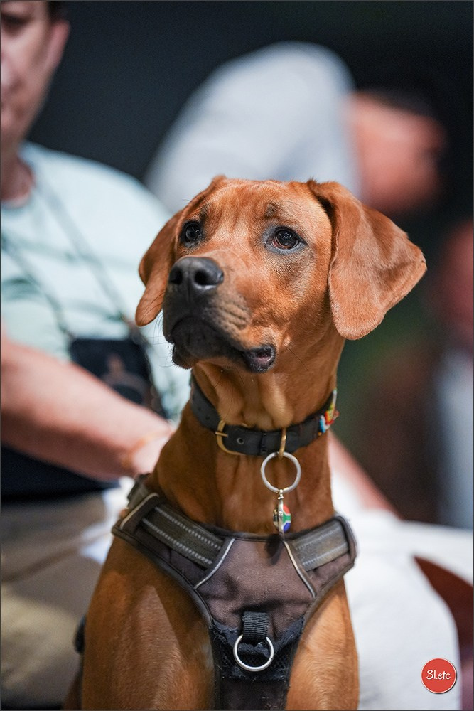 Expo canine 🇫🇷 Martigues 18-19/04/2026