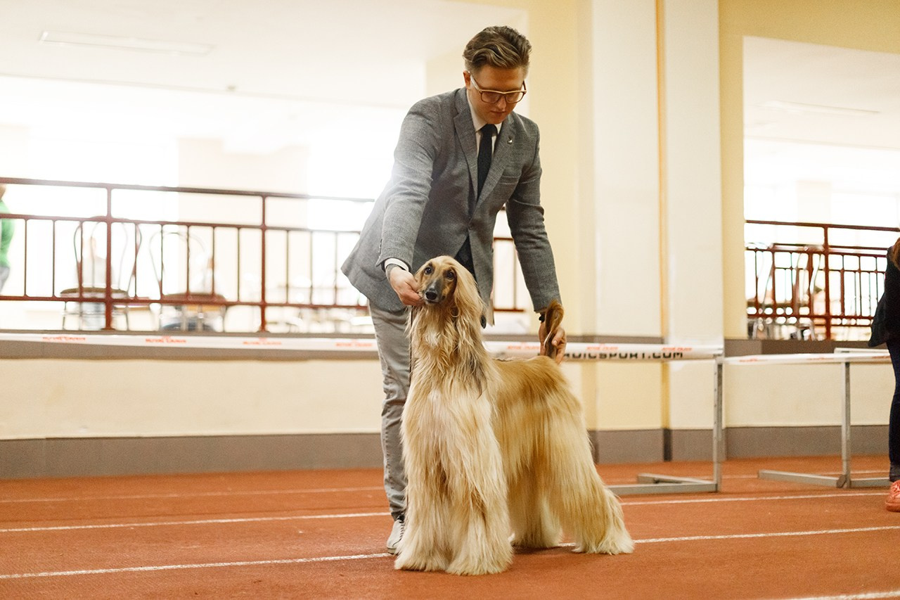 Grodno dog show. Kaja | fotograf we Wrocławiu | ludzie i psy