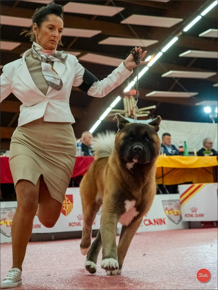 🇫🇷Exposition Canine Internationale de Perpignan. Photographe à Strasbourg | Portraits, Studio, Enfants, Événements