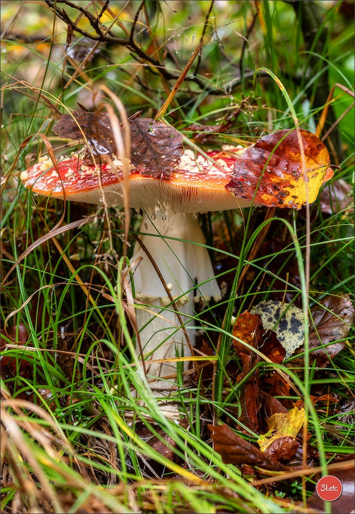 Ретрит в Эльзасе с Марией Ланг. Photographe à Strasbourg | Portraits, Studio, Enfants, Événements