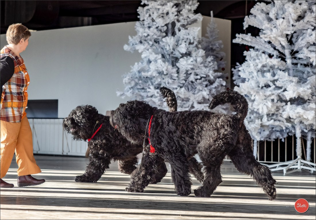 13-14.12.2025   🇧🇪   Brussels Dog Show. Photographe à Strasbourg | Portraits, Studio, Enfants, Événements