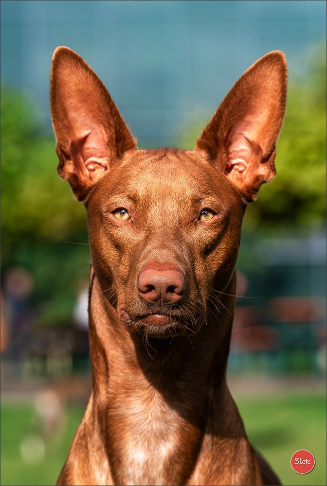 Photographie animalière. Photographe à Strasbourg | Portraits, Studio, Enfants, Événements