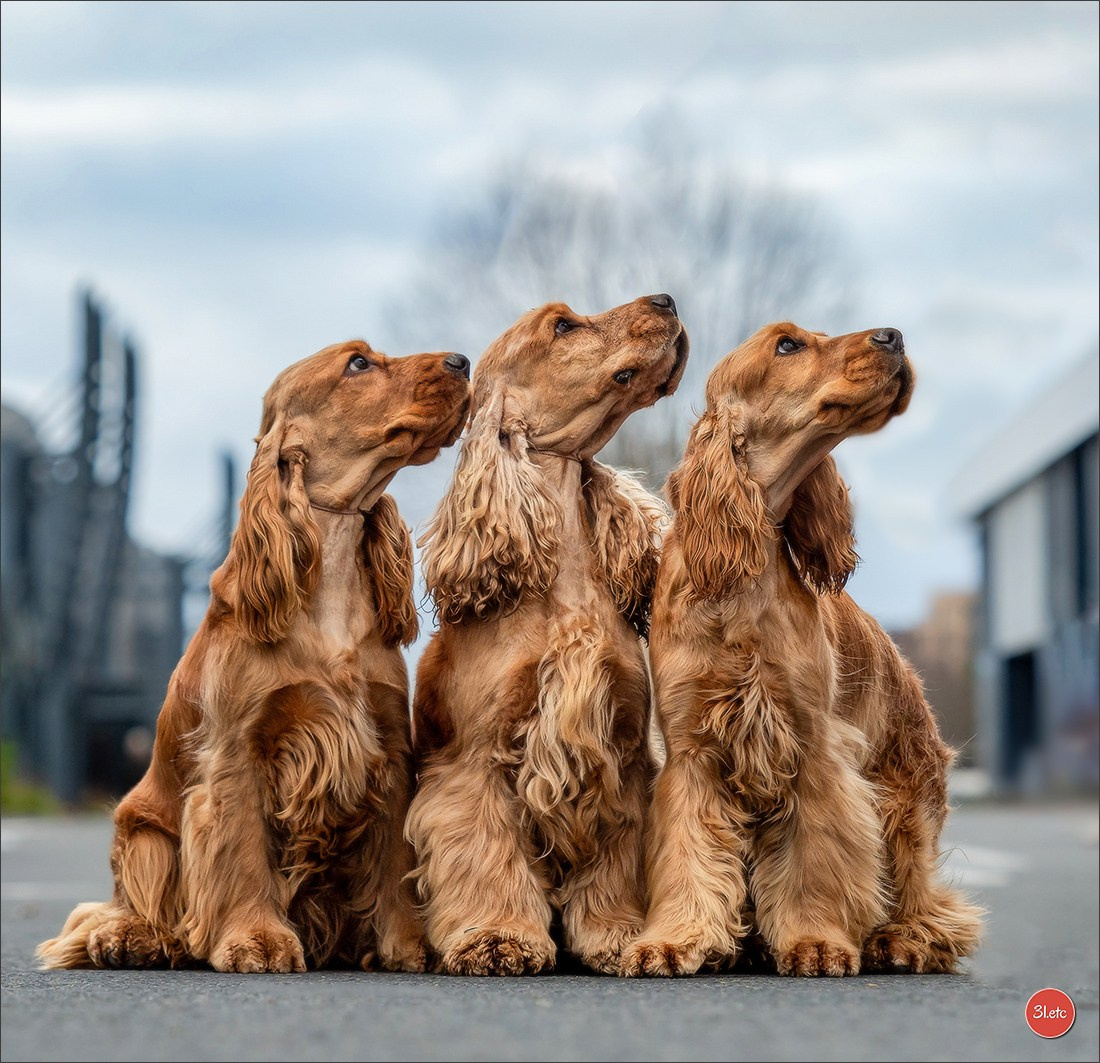 PDS  🇫🇷  Paris Dog Show  🇫🇷  Expo canine  10-11/01/2026. Photographe à Strasbourg | Portraits, Studio, Enfants, Événements