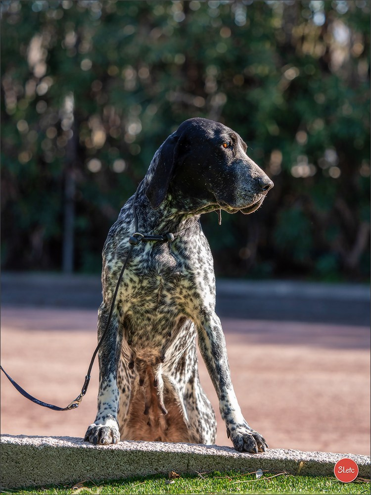 🇫🇷Exposition Canine Internationale de Perpignan. Photographe à Strasbourg | Portraits, Studio, Enfants, Événements