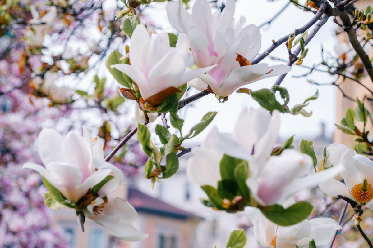 Magnolia. Anastasiia Buchinskaia Fotografa Milano