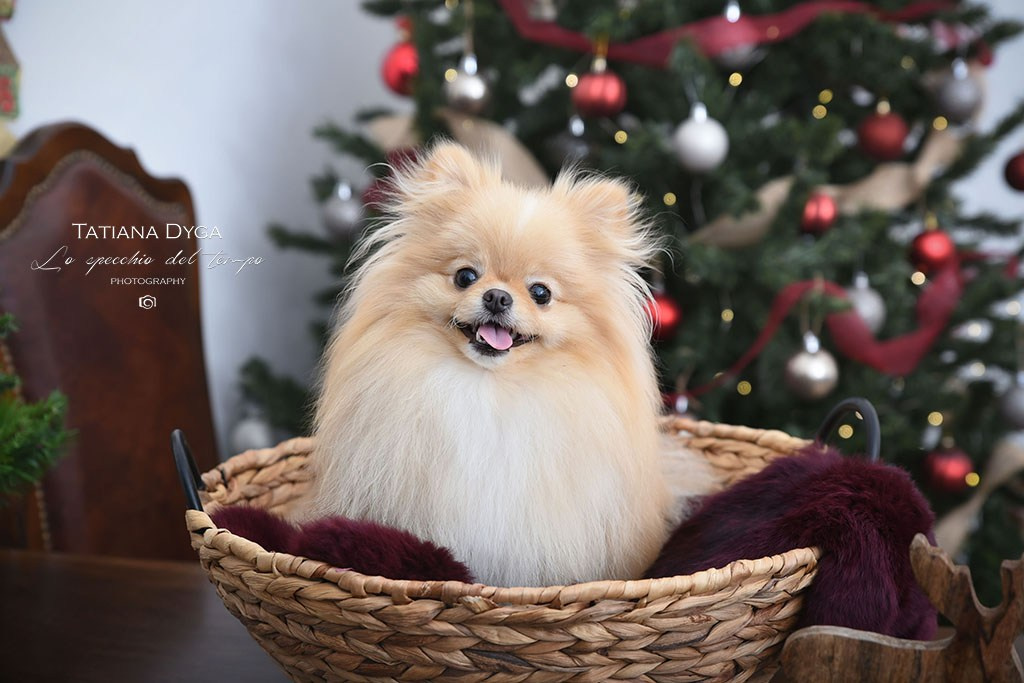 Mini sessioni «Cartolina di Natale». Lo specchio del tempo photography