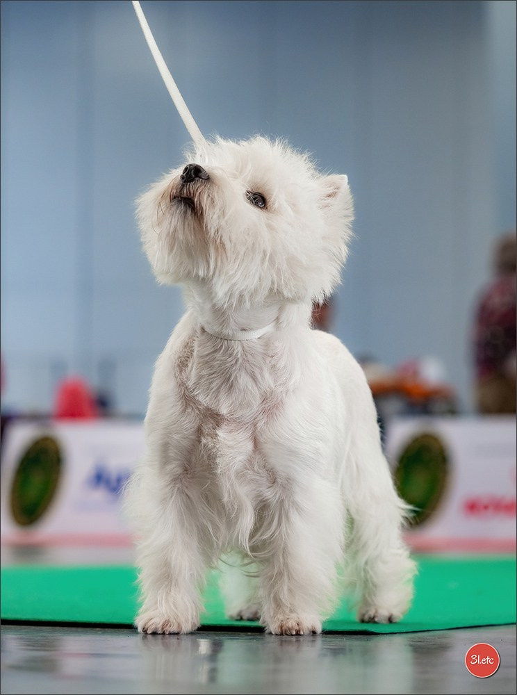 🇫🇷  Chalons en Champagne  🇫🇷  Expo canine  31/01-01/02/2026. Photographe à Strasbourg | Portraits, Studio, Enfants, Événements