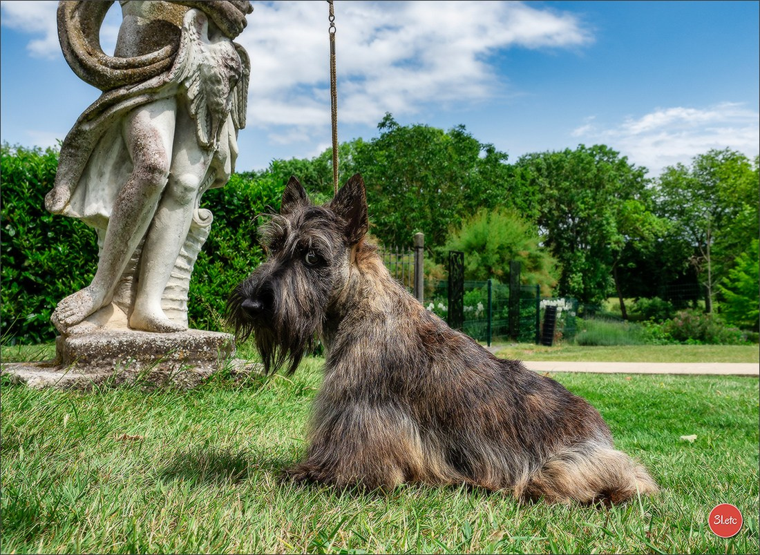 Expo canine Chartres  🇫🇷  15/06/2025. Photographe à Strasbourg | Portraits, Studio, Enfants, Événements