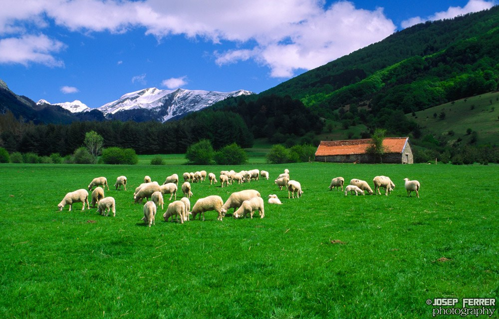 Sheep, Valle de Belagua, Pyrenees, Navarra