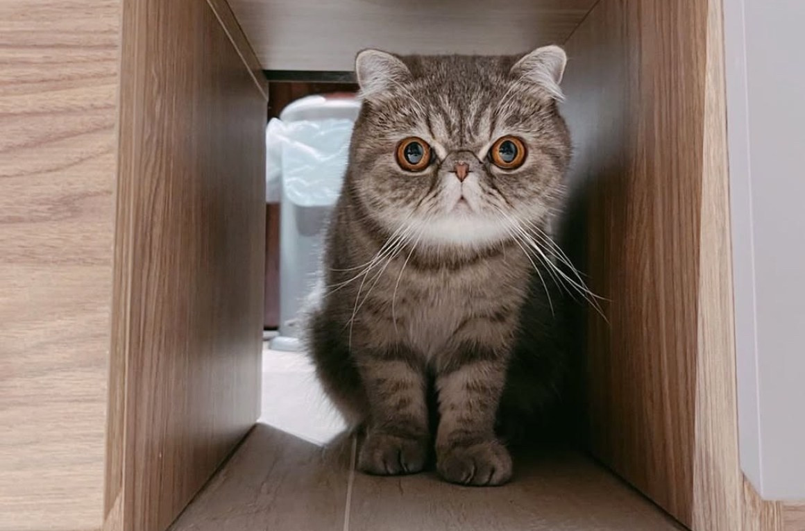 Sire: CH Latin Lover Ivanohe Dam: CH D’Eden Lover Freyja 