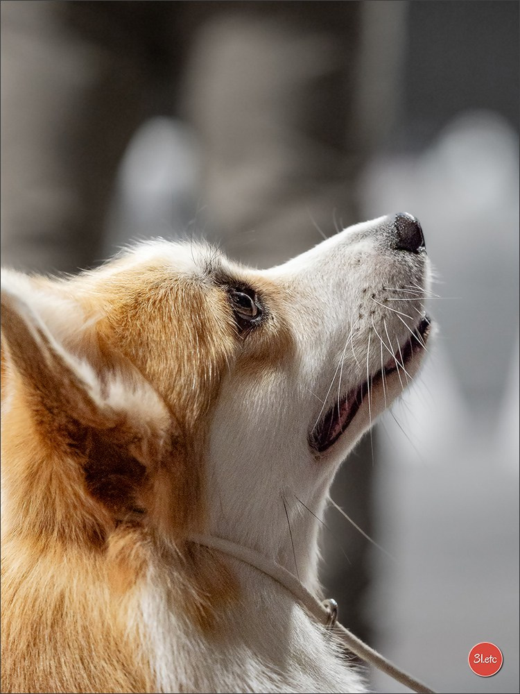 🇱🇺 LUXEMBOURG 🇱🇺 International Dog Show 🇱🇺 30/08 - 31/08/2025. Photographe à Strasbourg | Portraits, Studio, Enfants, Événements