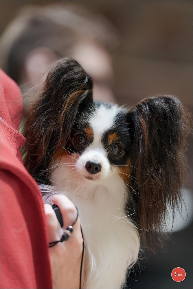 🇱🇺 LUXEMBOURG 🇱🇺 International Dog Show 4-5/04/2026. Photographe à Strasbourg | Portraits, Studio, Enfants, Événements
