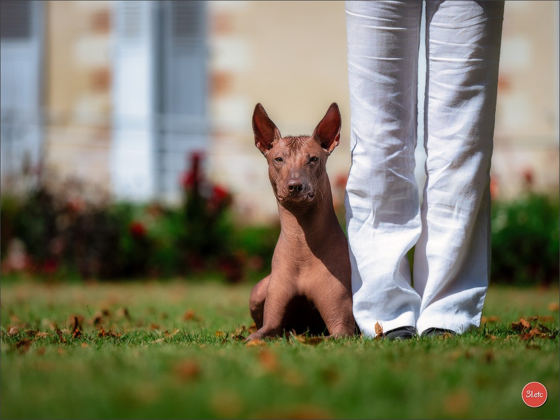🇫🇷 Romorantin - Exposition Canine Nationale. Photographe à Strasbourg | Portraits, Studio, Enfants, Événements