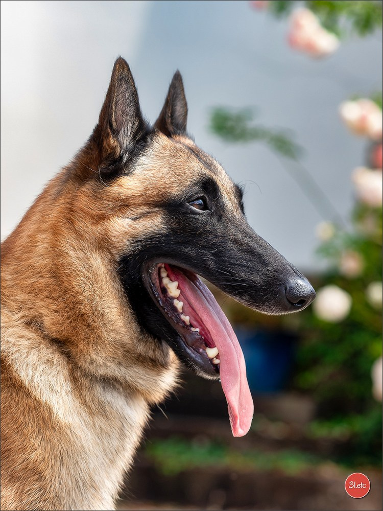 Expo canine Strasbourg  🇫🇷  23-24/08/2025. Photographe à Strasbourg | Portraits, Studio, Enfants, Événements