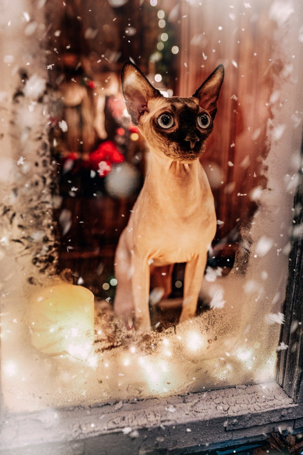 NOVOGODIŠNJA FOTOGRAFISANJA. Fotografi iz Backog Petrovca David i Andrea Stojanovic