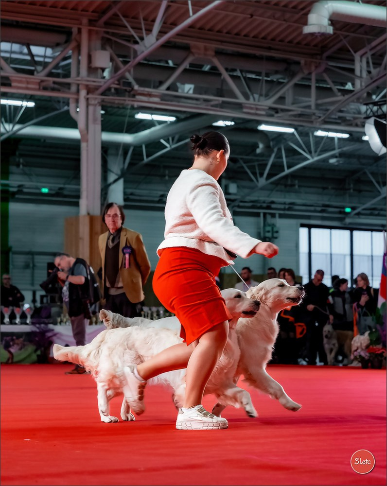 PDS  🇫🇷  Paris Dog Show  🇫🇷  Expo canine  10-11/01/2026. Photographe à Strasbourg | Portraits, Studio, Enfants, Événements