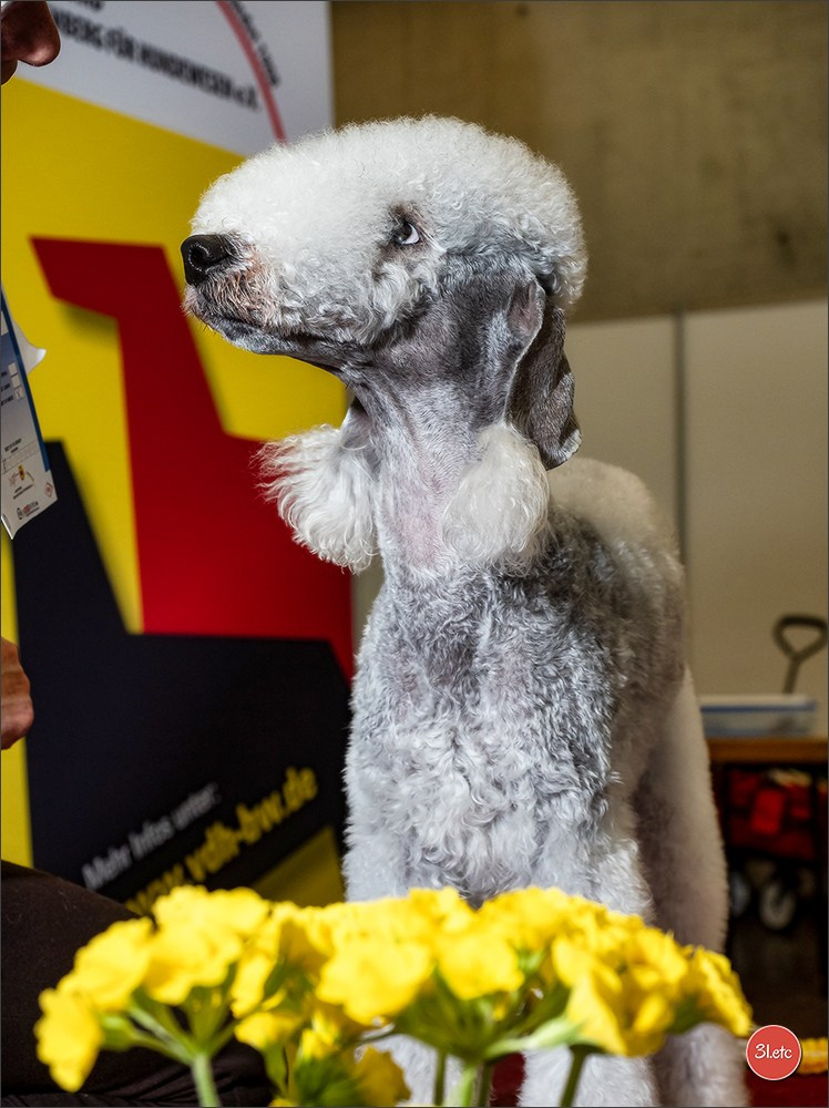 🇩🇪 Offenburg International Dogshow 15-16.03.25 🇩🇪. Photographe à Strasbourg | Portraits, Studio, Enfants, Événements