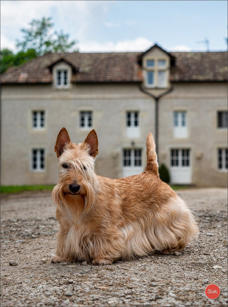 Championnat de France du chien de race  🇫🇷  DIJON (château de Brognon) 7-8/06/2025. Photographe à Strasbourg | Portraits, Studio, Enfants, Événements