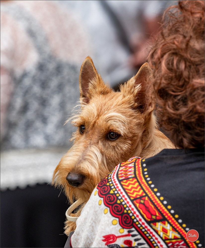 Expo canine Chartres  🇫🇷  15/06/2025. Photographe à Strasbourg | Portraits, Studio, Enfants, Événements