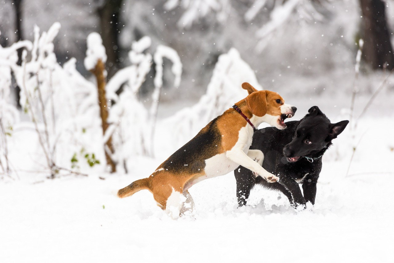Igra veselih pasa na snežnoj livadi.