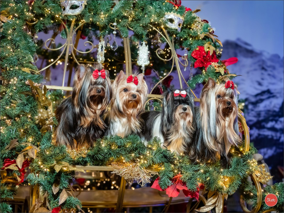 13-14.12.2025   🇧🇪   Brussels Dog Show. Photographe à Strasbourg | Portraits, Studio, Enfants, Événements