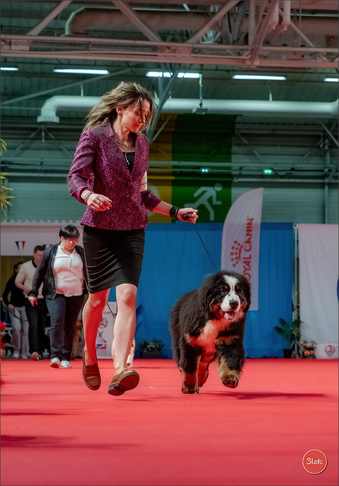 PDS  🇫🇷  Paris Dog Show  🇫🇷  Expo canine  10-11/01/2026. Photographe à Strasbourg | Portraits, Studio, Enfants, Événements