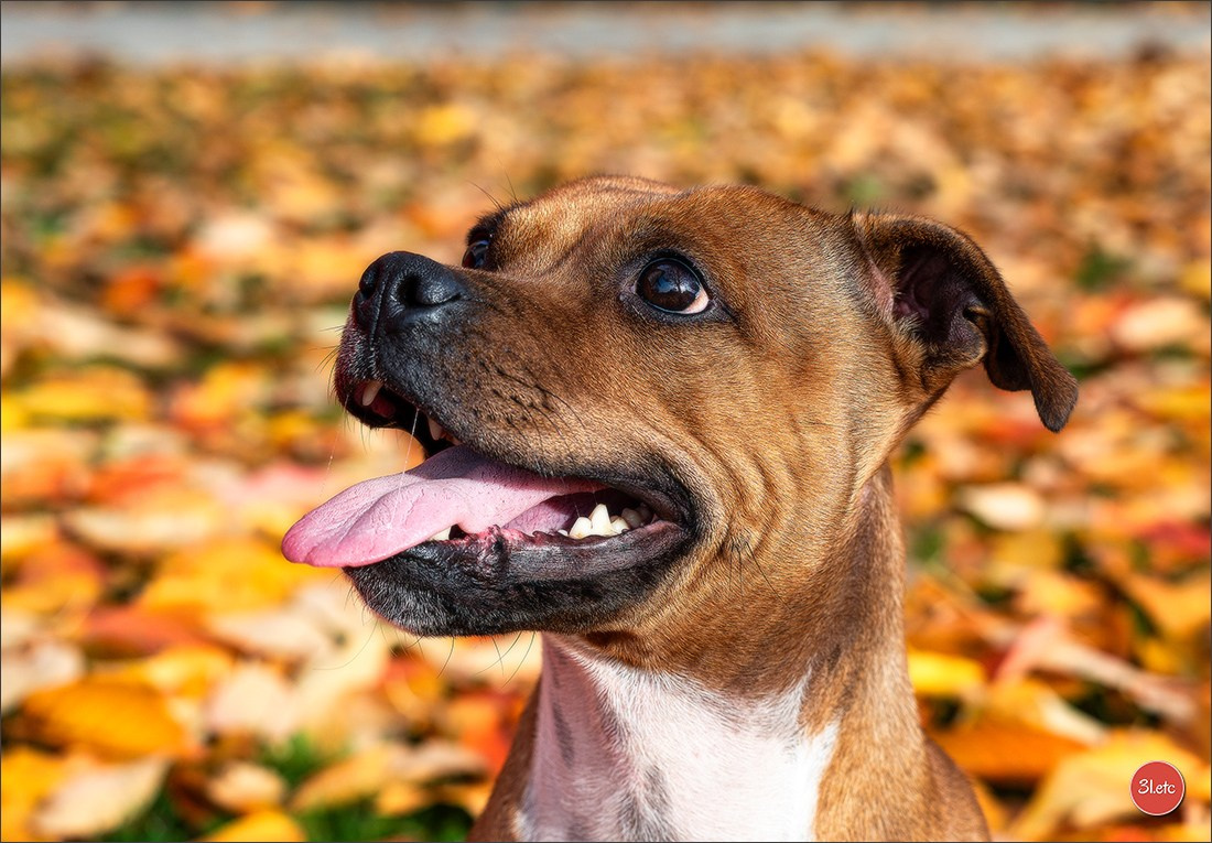 Strasbourg autumn. Photographe à Strasbourg | Portraits, Studio, Enfants, Événements