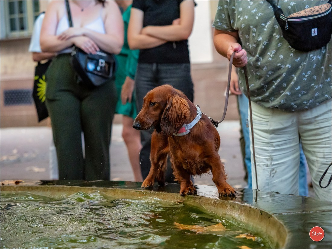 Teckels Parade Strasbourgeoise  Vous pouvez voir le galerie de photos. Photographe à Strasbourg | Portraits, Studio, Enfants, Événements