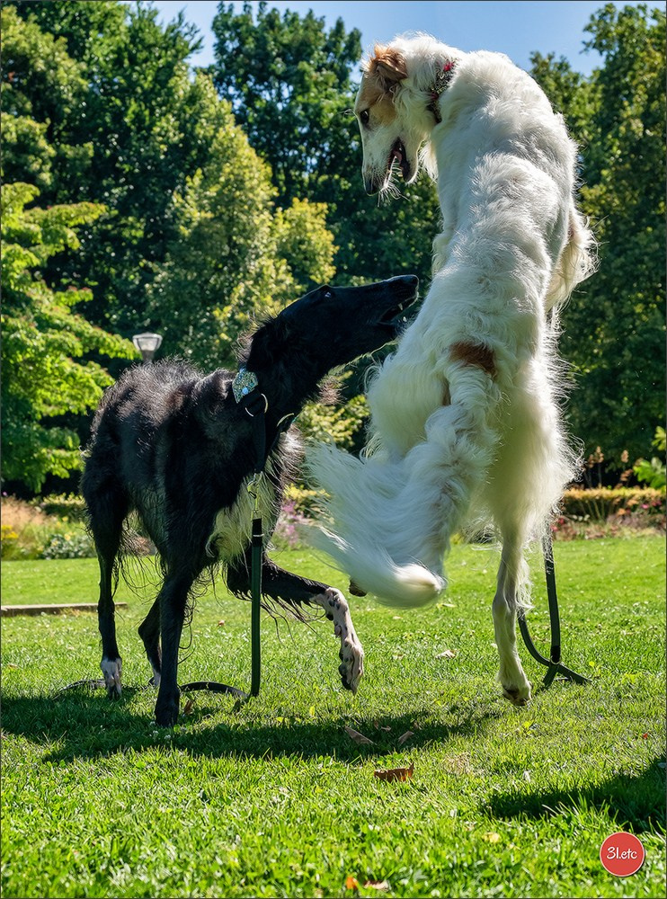Dog Show Ludwigshafen  🇩🇪  16-17/08/2025. Photographe à Strasbourg | Portraits, Studio, Enfants, Événements