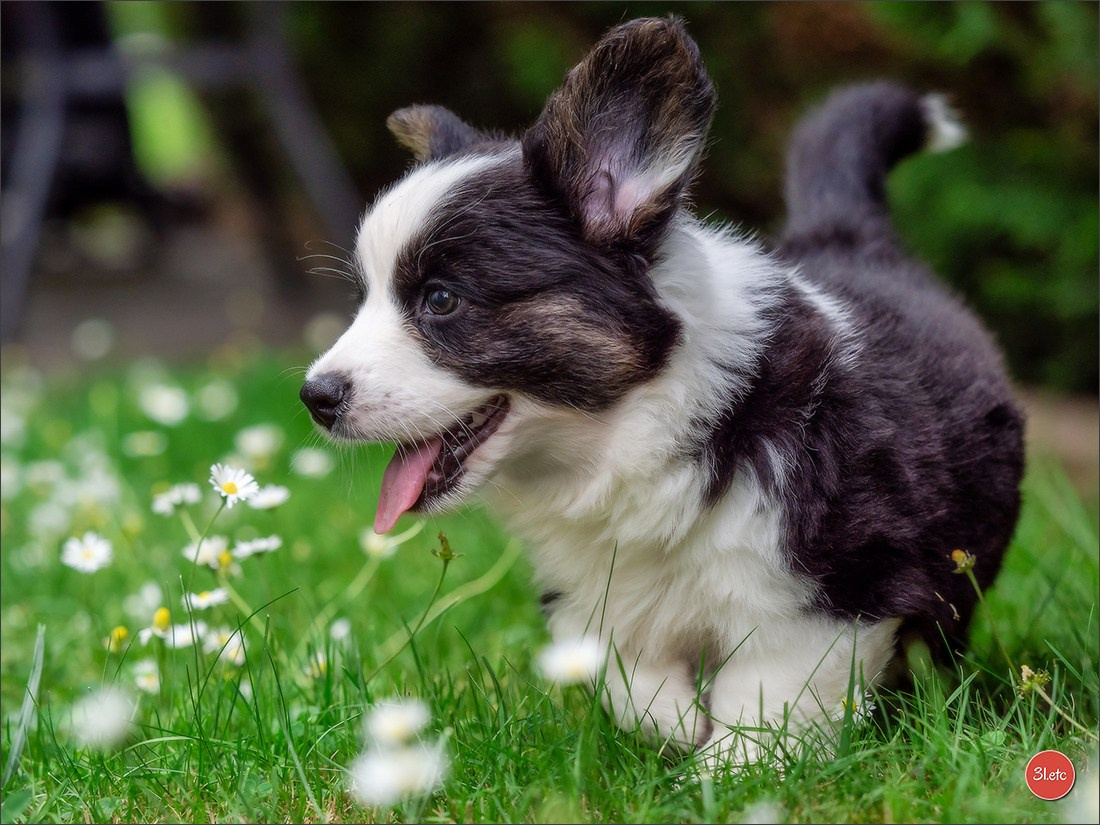 Photographie animalière. Photographe à Strasbourg | Portraits, Studio, Enfants, Événements