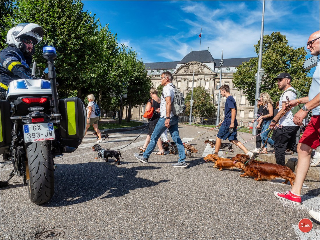Teckels Parade Strasbourgeoise  Vous pouvez voir le galerie de photos. Photographe à Strasbourg | Portraits, Studio, Enfants, Événements
